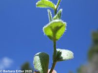 sandweed (<em>Athysanus pusillus</em>)