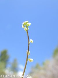 sandweed (<em>Athysanus pusillus</em>)