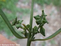 thickleaf orache (<em>Atriplex dioica</em>)