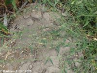 thickleaf orache (<em>Atriplex dioica</em>)