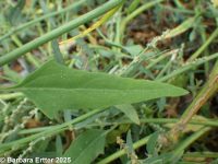 thickleaf orache (<em>Atriplex dioica</em>)