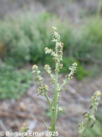 thickleaf orache (<em>Atriplex dioica</em>)