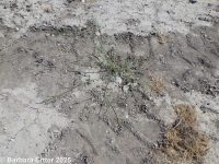 thickleaf orache (<em>Atriplex dioica</em>)