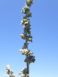 thickleaf orache (<em>Atriplex dioica</em>)