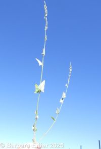 Russian atriplex, two-scale orache (<em>Atriplex heterosperma</em>)
