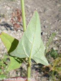 Russian atriplex, two-scale orache (<em>Atriplex heterosperma</em>)