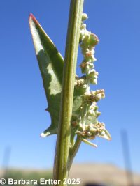Russian atriplex, two-scale orache (<em>Atriplex heterosperma</em>)