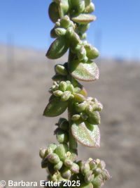 Russian atriplex, two-scale orache (<em>Atriplex heterosperma</em>)
