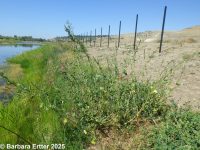 Russian atriplex, two-scale orache (<em>Atriplex heterosperma</em>)