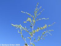 red or tumbling orache (<em>Atriplex rosea</em>)