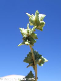 red or tumbling orache (<em>Atriplex rosea</em>)