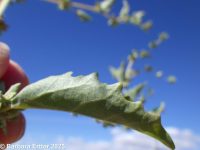 red or tumbling orache (<em>Atriplex rosea</em>)