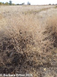 red or tumbling orache (<em>Atriplex rosea</em>)