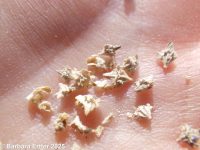 red or tumbling orache (<em>Atriplex rosea</em>)