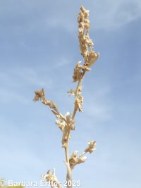 red or tumbling orache (<em>Atriplex rosea</em>)