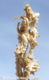 red or tumbling orache (<em>Atriplex rosea</em>)