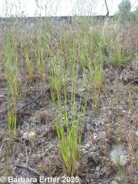 wild oat (<em>Avena fatua</em>)