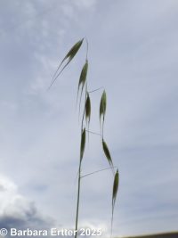 wild oat (<em>Avena fatua</em>)