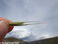 wild oat (<em>Avena fatua</em>)