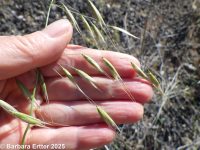 wild oat (<em>Avena fatua</em>)