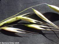 wild oat (<em>Avena fatua</em>)
