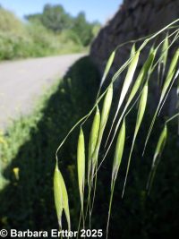 wild oat (<em>Avena fatua</em>)