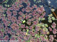mosquito fern (<em>Azolla filicoides</em>)