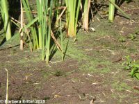 mosquito fern (<em>Azolla filicoides</em>)