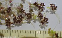 mosquito fern (<em>Azolla filicoides</em>)