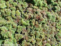 mosquito fern (<em>Azolla filicoides</em>)