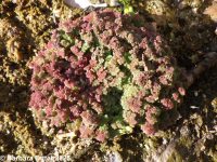 mosquito fern (<em>Azolla filicoides</em>)