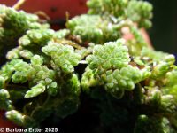 mosquito fern (<em>Azolla filicoides</em>)