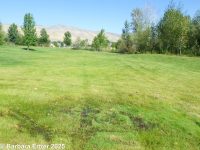 water-hyssop (<em>Bacopa rotundifolia</em>)