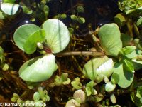 water-hyssop (<em>Bacopa rotundifolia</em>)