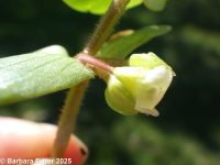 water-hyssop (<em>Bacopa rotundifolia</em>)
