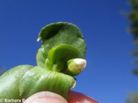 water-hyssop (<em>Bacopa rotundifolia</em>)