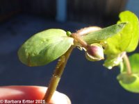 water-hyssop (<em>Bacopa rotundifolia</em>)
