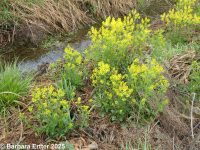 bitter wintercress, yellow rocket (<em>Barbarea vulgaris</em>)