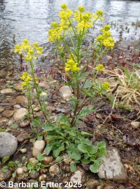 bitter wintercress, yellow rocket (<em>Barbarea vulgaris</em>)