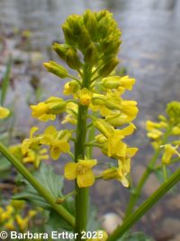 bitter wintercress, yellow rocket (<em>Barbarea vulgaris</em>)