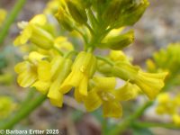 bitter wintercress, yellow rocket (<em>Barbarea vulgaris</em>)