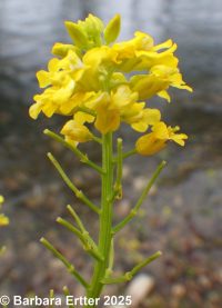 bitter wintercress, yellow rocket (<em>Barbarea vulgaris</em>)
