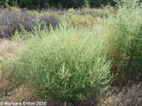 kochia, burningbush, mock-cypress (<em>Bassia scoparia</em>)