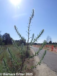 kochia, burningbush, mock-cypress (<em>Bassia scoparia</em>)