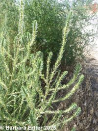 kochia, burningbush, mock-cypress (<em>Bassia scoparia</em>)