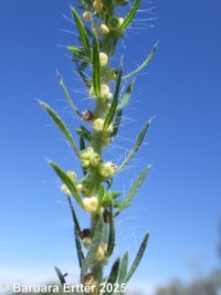 kochia, burningbush, mock-cypress (<em>Bassia scoparia</em>)