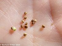 kochia, burningbush, mock-cypress (<em>Bassia scoparia</em>)