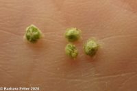 kochia, burningbush, mock-cypress (<em>Bassia scoparia</em>)