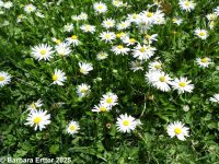 English or lawn daisy (<em>Bellis perennis</em>)