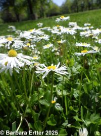 English or lawn daisy (<em>Bellis perennis</em>)